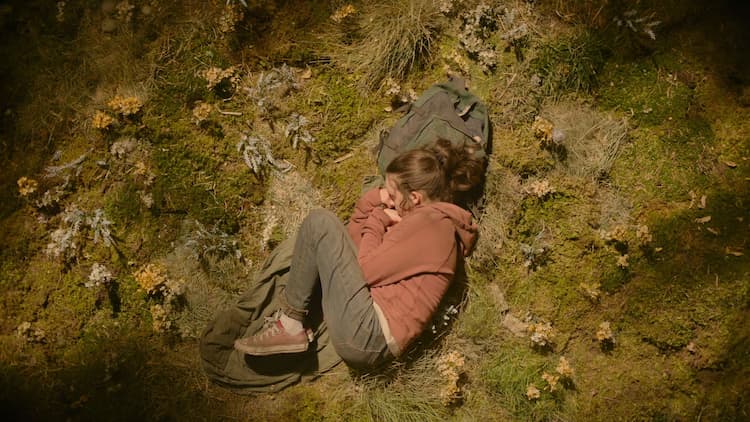 Ellie sleeps, bathed in sunlight