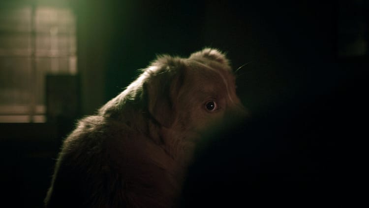 Indy looks scared. A lantern is lit in the background.