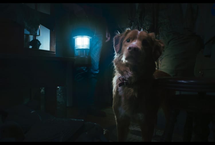 Indy is looking backwards towards the camera. His mouth is bathed in shadow.