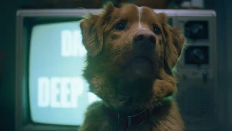 Indy is looking slightly up. He is sitting in front of a black and white TV.