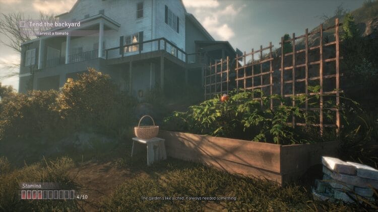 It's early evening and we are in a garden. There is a house on a hill behind the garden. The tomatoes are ripe.